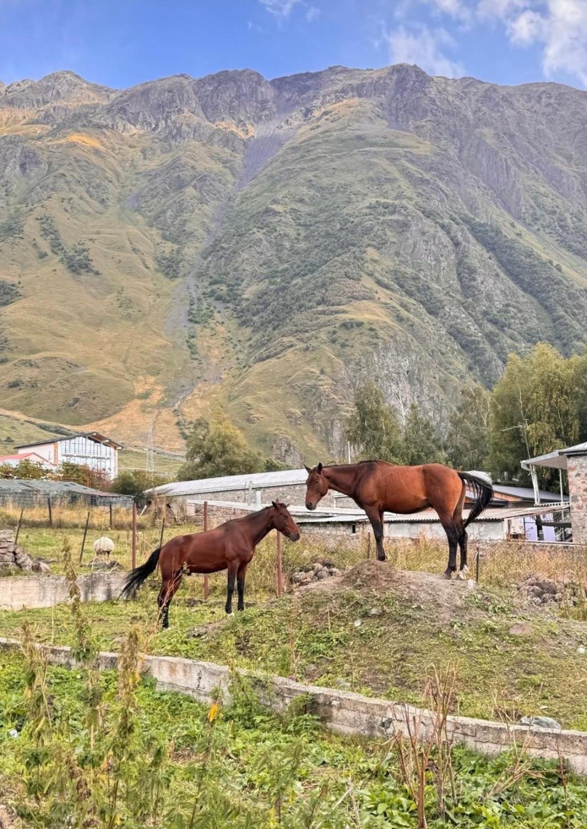 Edelweiss Cottage Kazbegi Ngoại thất bức ảnh